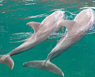 Delfinárium Varna – co to je, kde se nachází a co nabízí?