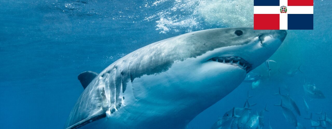 Žraloci v Dominikáně