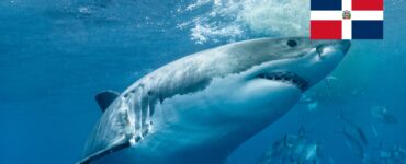 Žraloci v Dominikáně