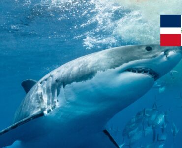 Žraloci v Dominikáně