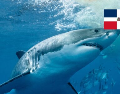 Žraloci v Dominikáně