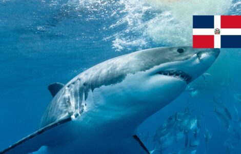 Žraloci v Dominikáně