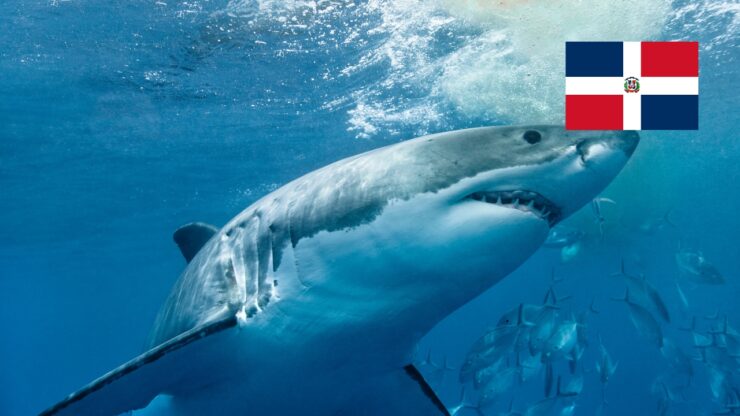 Žraloci v Dominikáně