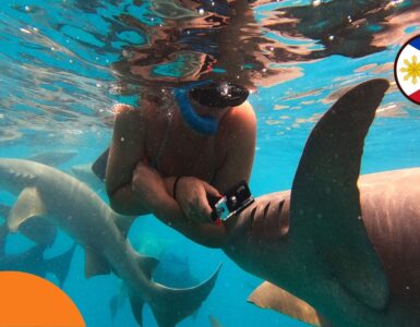 Žraloci na Filipínách – co by měl vědět každý cestovatel