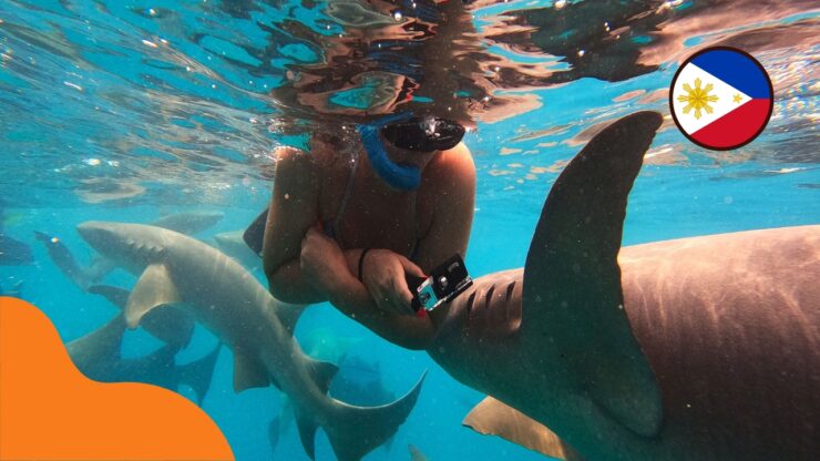 Žraloci na Filipínách – co by měl vědět každý cestovatel