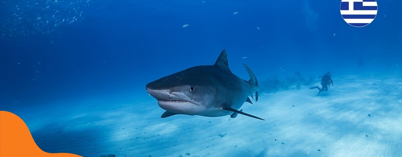 Žraloci v Řecku – mají se turisté čeho bát