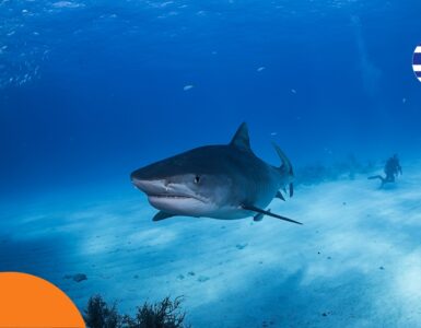 Žraloci v Řecku – mají se turisté čeho bát