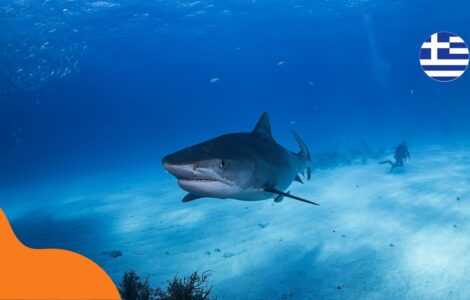 Žraloci v Řecku – mají se turisté čeho bát