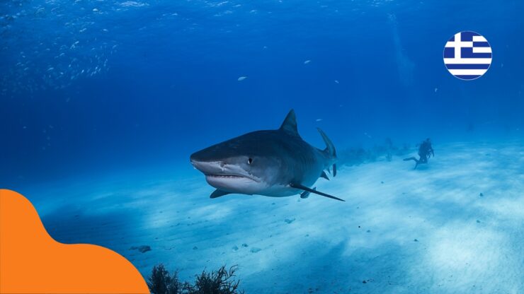 Žraloci v Řecku – mají se turisté čeho bát